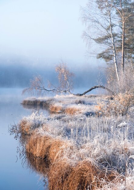 Premier gel sur un lac brumeux de la forêt avec un beau bouleau sur la rive, paysage d'automne en matin lumineux