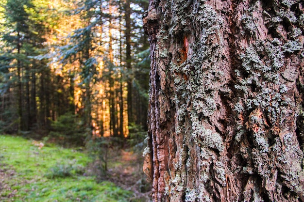 premier plan d'écorce d'un arbre dans la forêt