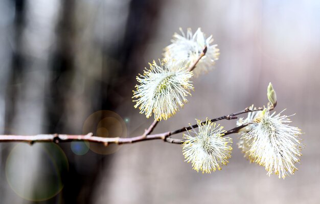 premier printemps feuilles douces bourgeons et branches fond macro jeunes branches avec feuilles et bourgeons