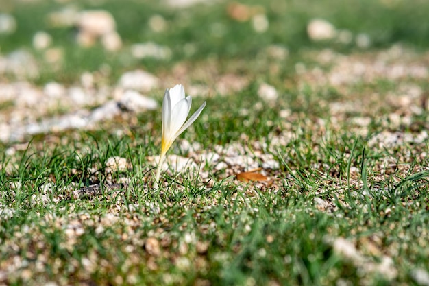 Première fleur de crocus blanc parmi les jeunes herbes