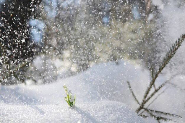 La première fleur du printemps. Perce-neige dans la forêt. Journée ensoleillée de printemps dans la forêt.