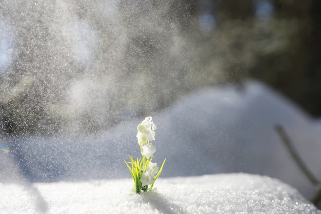 La première fleur du printemps. Perce-neige dans la forêt. Journée ensoleillée de printemps dans la forêt.