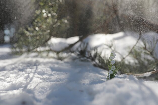 La première fleur du printemps. Perce-neige dans la forêt. Journée ensoleillée de printemps dans la forêt.