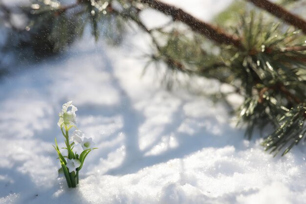 La première fleur du printemps. Perce-neige dans la forêt. Journée ensoleillée de printemps dans la forêt.