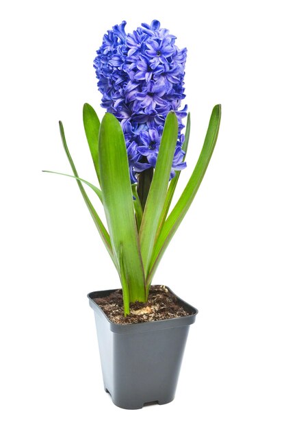 La première fleur de jacinth bleu du printemps dans un pot isolé sur un fond blanc
