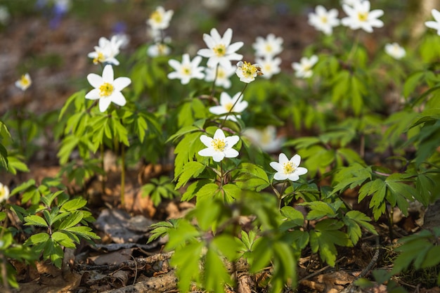 Première fleur de printemps fleurs sauvages blanches ou Hepatica Nobilis qui fleurit au début du printemps