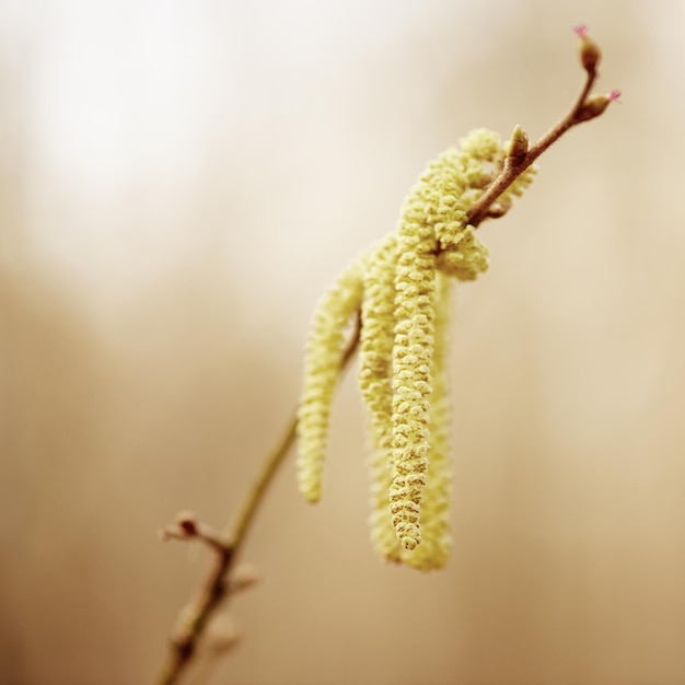 Première floraison printanière