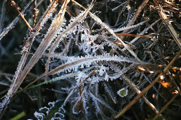 Première gelée dans le parc d'automne. Tôt le matin en novembre. Branches et feuilles humides dans le givre