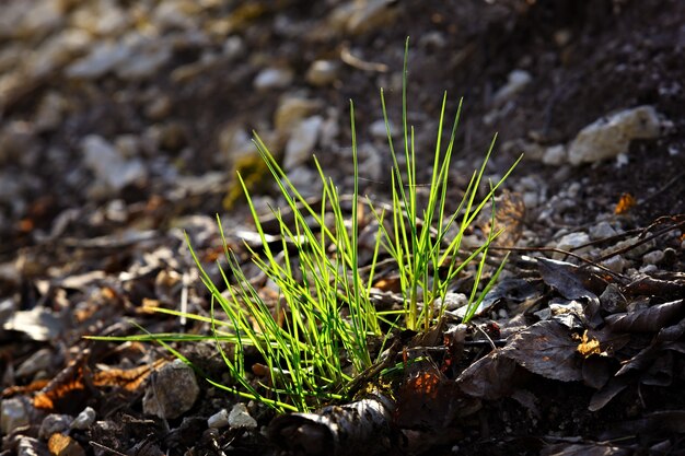 La première herbe de la forêt. Temps de printemps.