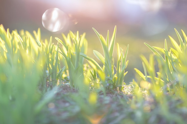 Première herbe verte dans la lumière du soleil du matin Concept du début du printemps Soft focus