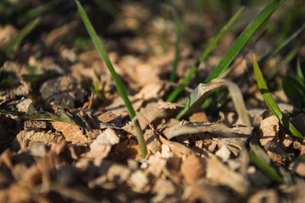 La première herbe verte pousse à partir du sol Feuilles vertes d'herbe libre avec bokeh Photo de la nouvelle vie Photo pour le Jour de la Terre le 22 avril