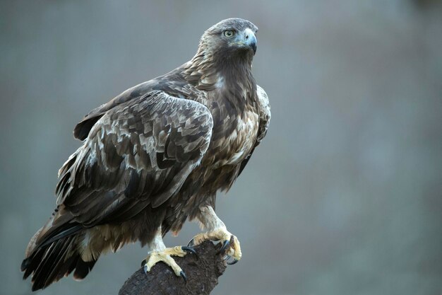 Photo À la première lueur, un mâle d'aigle doré dans un paysage de montagne avec une forêt de hêtres et de chênes eurosibériens