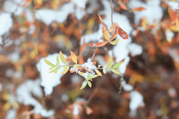 Première neige sur les branches avec des feuilles.