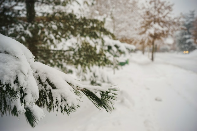 Première neige cônes de pin arbre nature hiver