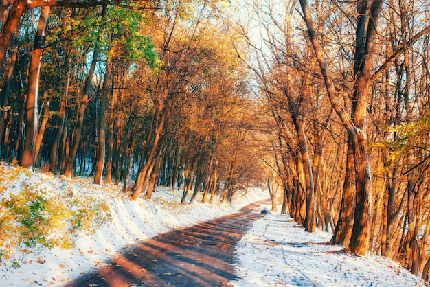 Première neige dans la forêt. Monde de la beauté.