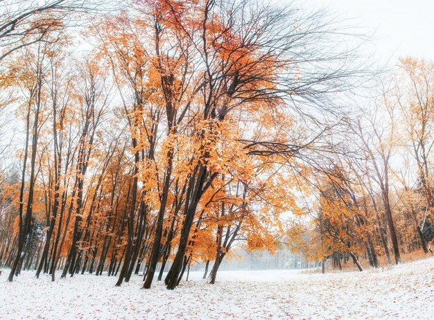 Première neige dans la forêt.