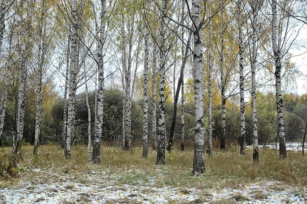 première neige dans le parc vue abstraite du nouvel an