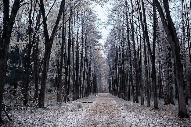 première neige dans le parc vue abstraite du nouvel an