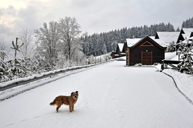 La première neige est tombée au début de l'hiver Le chien se tient dans la neige profonde