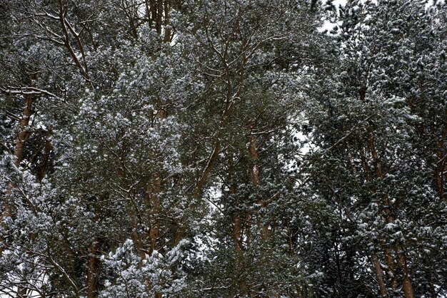 la première neige est tombée dans la forêt de pins.