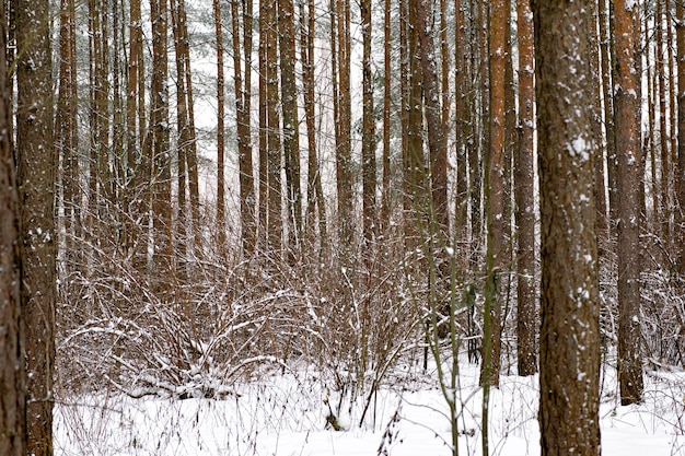 la première neige est tombée dans la forêt de pins.