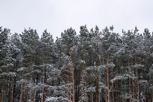 La première neige est tombée dans la pinède