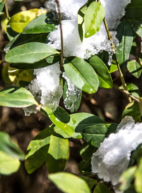 Photo la première neige sur les feuilles de la plante ligustrum