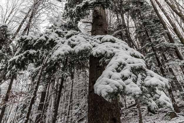 Première neige en montagne