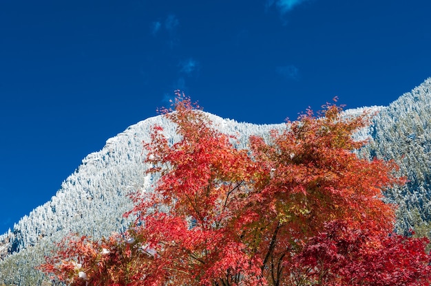 Première neige sur les montagnes en automne