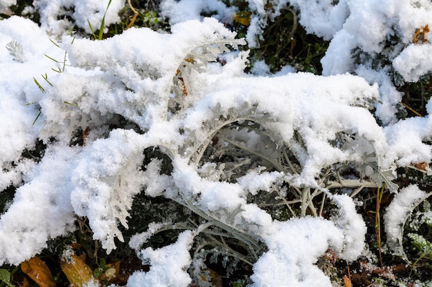 Première neige sur la pelouse en soirée d'automne ensoleillée