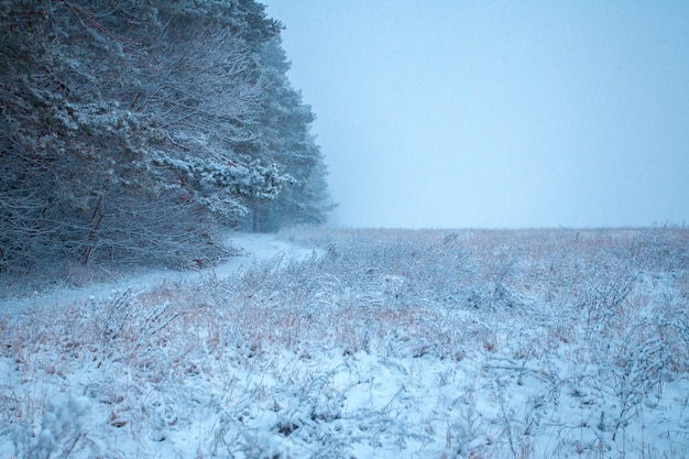 Première neige sur le terrain