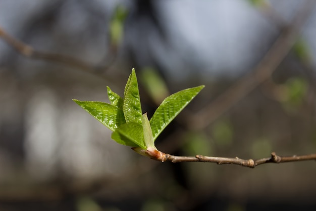 Première pousse sur une branche d&#39;arbre. La nature s&#39;éveille au printemps. Vue horizontale.