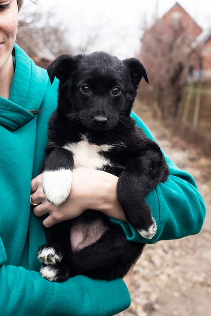 Première promenade. Un petit chiot fait fièrement sa première promenade. le visage du chiot est très heureux.