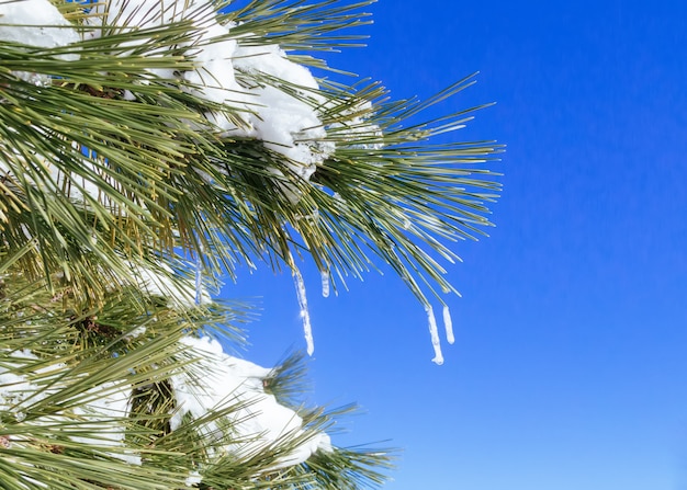 Photo premières cônes de pins des neiges arbre nature hiver