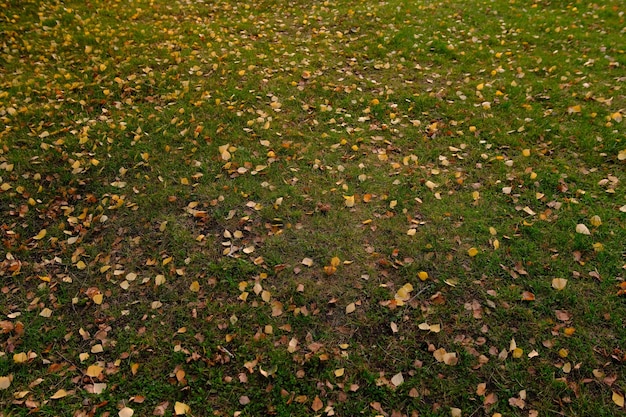 Premières feuilles d'automne sur l'herbe verte dans le parc Scène d'automne avec des feuilles tombées en journée ensoleillée Bannière de feuilles colorées