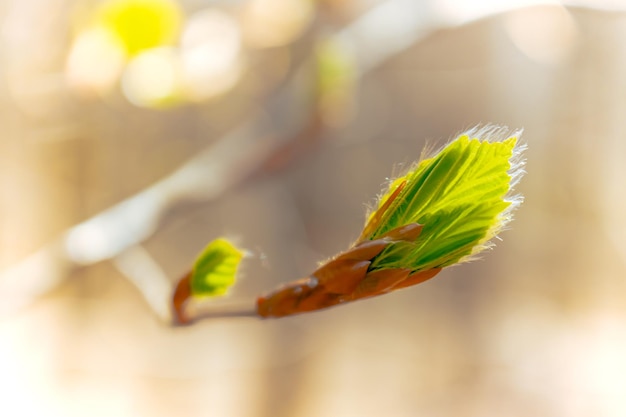 Les premières feuilles de printemps et le fond naturel de la lumière du soleil