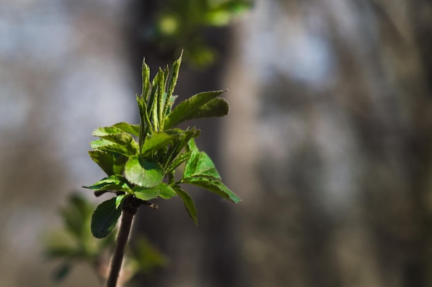 Premières feuilles vertes sur une branche d'arbre Feuilles vertes agrandi avec bokeh Photo d'une nouvelle vie Photo pour le Jour de la Terre le 22 avril