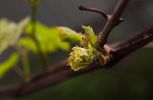 Premières feuilles de vigne au printemps sur la vigne