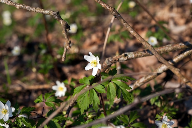 Les premières fleurs blanches de la forêt au printemps, les plantes à fleurs forestières au printemps