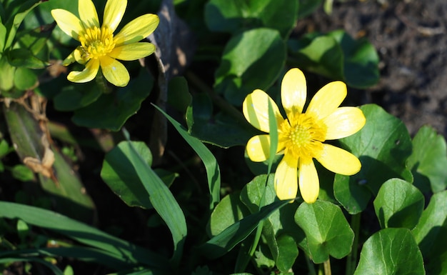 Les premières fleurs dans le parc.