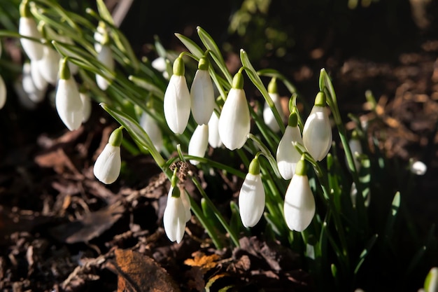 Photo les premières fleurs du printemps au soleil