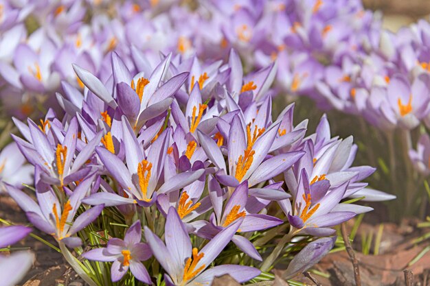 Les premières fleurs du printemps Crocus violets dans une clairière