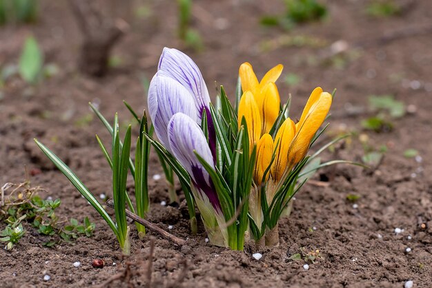 Premières fleurs du printemps dans la flore du sol primevères dans le jardinxA