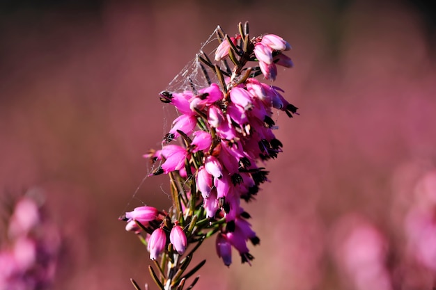 Les premières fleurs du printemps fleurissent