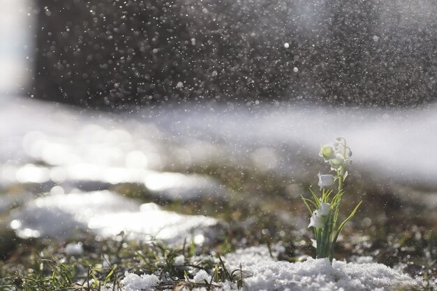 Les premières fleurs du printemps. Les perce-neige dans la forêt poussent hors de la neige. Le muguet blanc fleurit sous les premiers rayons du soleil printanier.