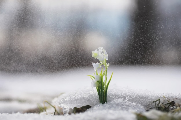 Les premières fleurs du printemps. Les perce-neige dans la forêt poussent hors de la neige. Le muguet blanc fleurit sous les premiers rayons du soleil printanier.