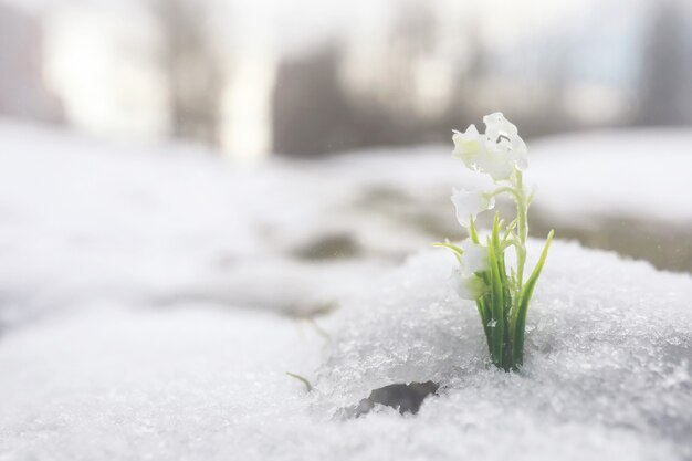 Les premières fleurs du printemps. Les perce-neige dans la forêt poussent hors de la neige. Le muguet blanc fleurit sous les premiers rayons du soleil printanier.