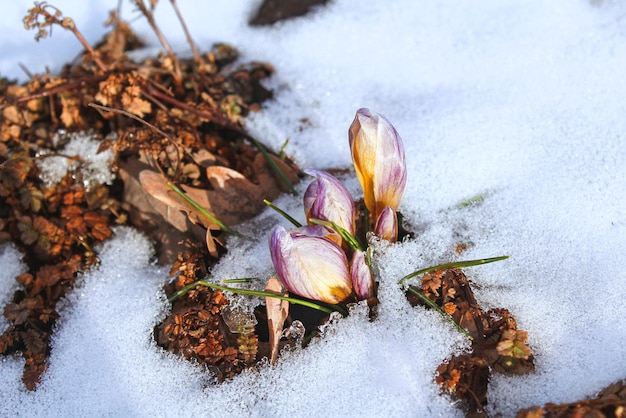 Les premières fleurs du printemps sous la neige Fond d'hiver