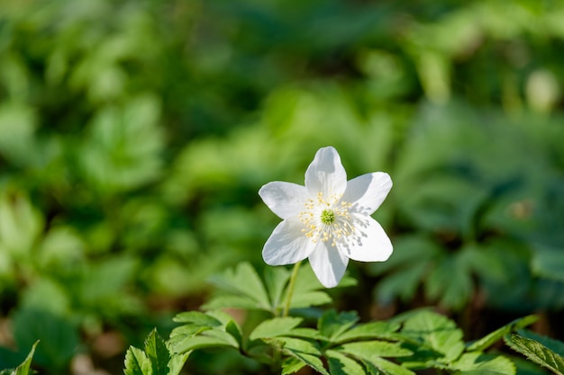 Premières fleurs du printemps