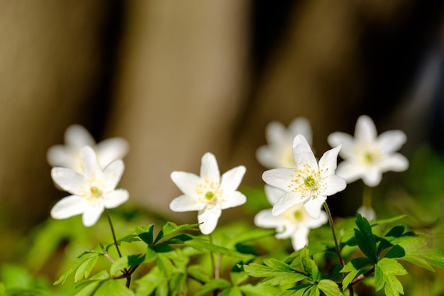 premières fleurs du printemps